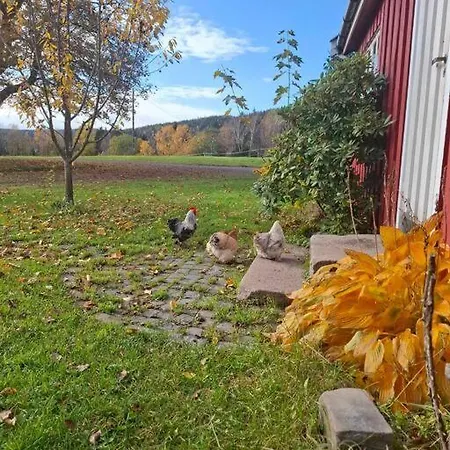 Koselig Pa Gardstun I Oslo