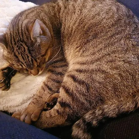 - Quiet And Cosy With Cat And Garden * Oslo